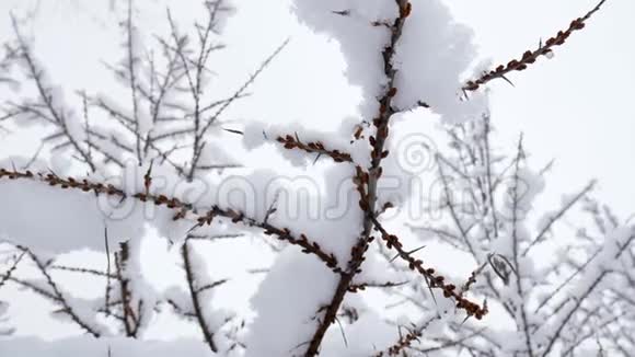 树枝上的雪冬季圣诞节背景视频的预览图
