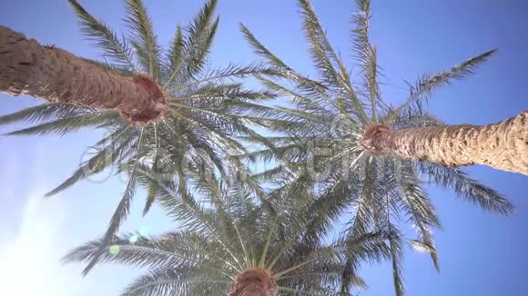 在风中从棕榈树上挥舞着树叶视频的预览图