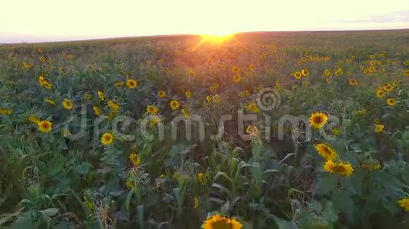 日落时分飞过一片田野视频的预览图