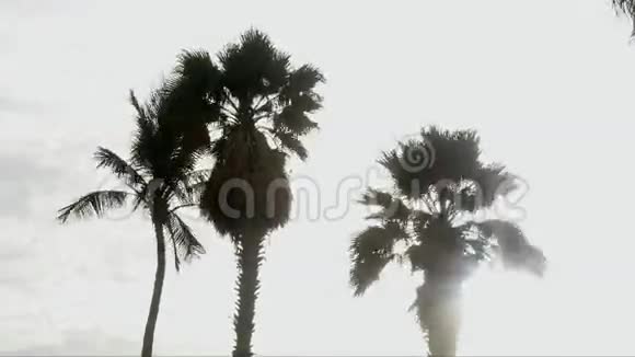 棕榈在海洋背光视频的预览图