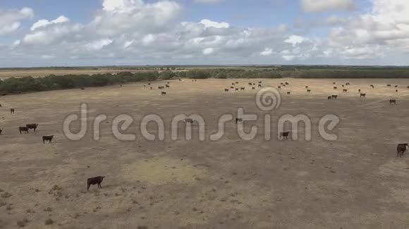 澳大利亚农场牛群鸟瞰图视频的预览图