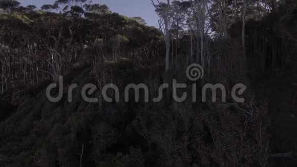 澳大利亚古姆树林的空中镜头视频的预览图