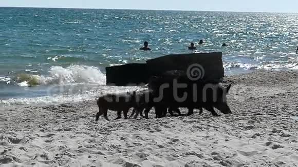 一排小猪和一只野猪在海岸上和人在一起视频的预览图