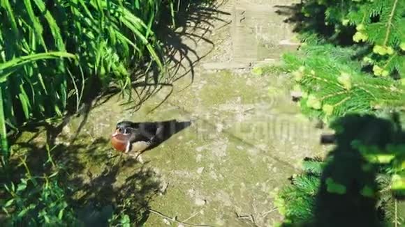 阳光明媚的一天一只五颜六色的公鸭沿着一条小径在高高的海岸草地之间行走靠近它的巢视频的预览图