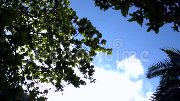 风中的各种树叶视频的预览图