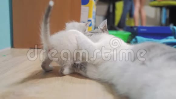 猫妈妈舔白色毛茸茸的苏格兰小猫凯蒂有趣的跳跃有趣的视频猫的家庭关怀爱友谊视频的预览图
