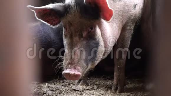 猪圈里的一只大猪直接看着镜头看着栅栏杆之间的猪视频的预览图