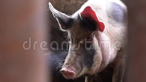 猪圈里的一只大猪直接看着镜头看着栅栏杆之间的猪视频的预览图