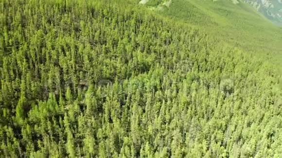 前进的松树林绿色的大自然替罪羊山野生的空中缔造者4k无人驾驶飞机视频的预览图