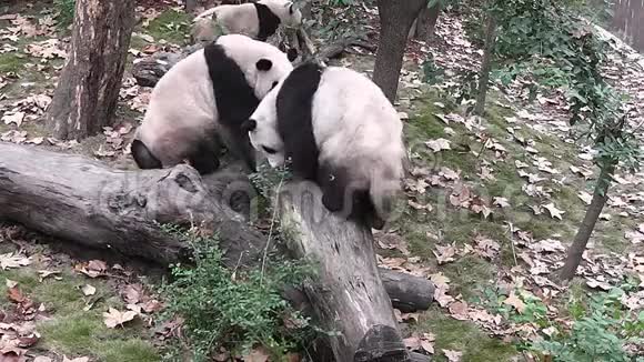 大熊猫保护领土视频的预览图