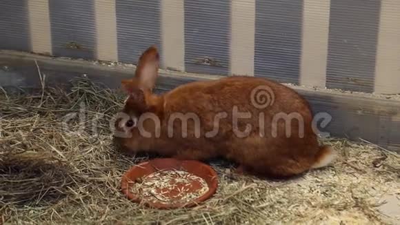 宠物动物园里的红兔视频的预览图