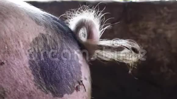 农场猪圈里的大猪捻的猪尾视频的预览图