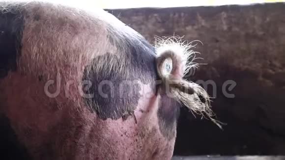 农场猪圈里的大猪捻的猪尾视频的预览图