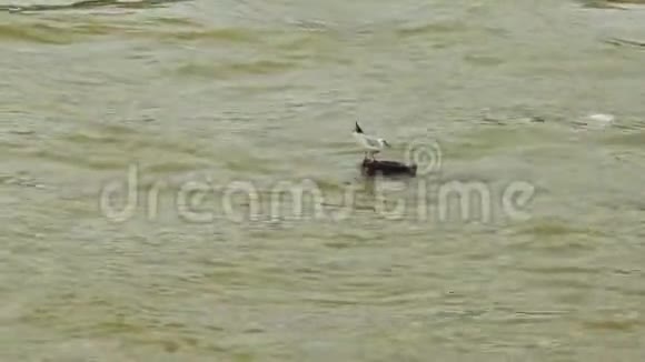 法国巴黎塞纳河上的海鸥视频的预览图