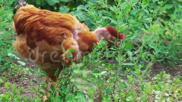 棕色母鸡赤裸的脖子在绿草中特写镜头在农场喂鸡视频的预览图