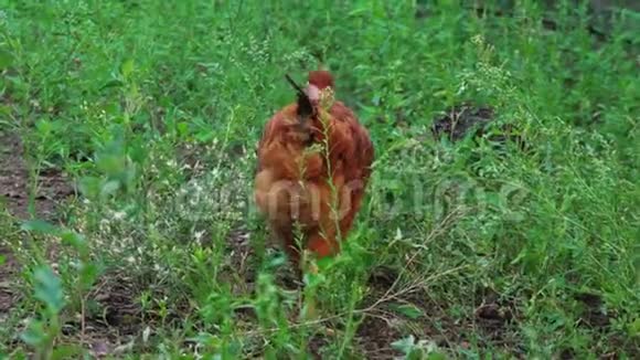 棕色母鸡赤裸的脖子在绿草中特写镜头在农场喂鸡视频的预览图