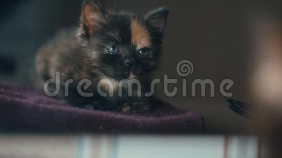 一只可爱的小刚出生的小猫在家里慢动作视频的预览图