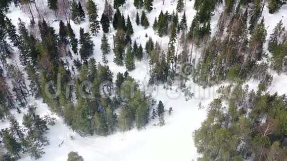 冬天在森林里迷路的人的俯视图录像一群活跃的游客在茂密的针叶林中迷路了视频的预览图