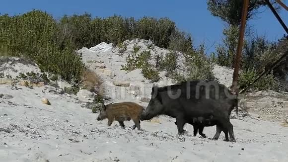 一只雌性野猪和小猪一起在slomo的沙质海岸散步视频的预览图