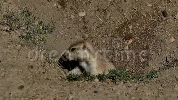 在洞穴入口的草原狗海诺米斯路多维亚纳斯视频的预览图