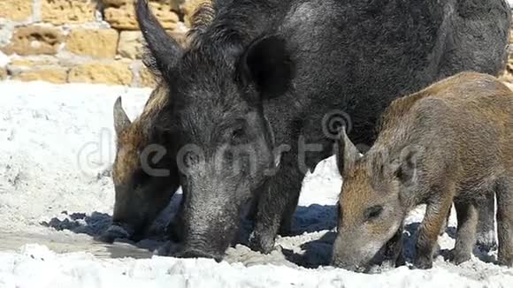 大野猪和小猪在斯洛文尼亚的海边喝淡水视频的预览图
