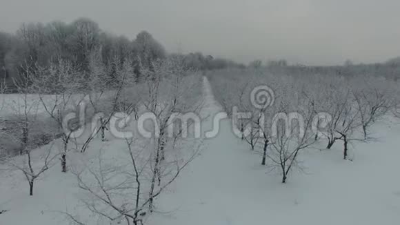 冬季景观田野和森林鸟瞰视频的预览图