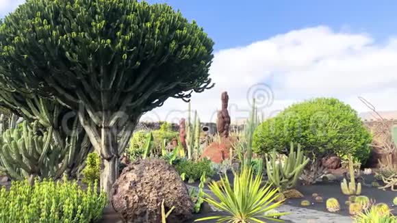 仙人掌花园视图西班牙加那利群岛兰扎罗特瓜提扎仙人掌花园4k视频视频的预览图