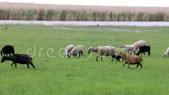 一群山羊和绵羊视频的预览图