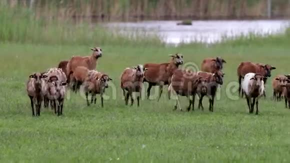 一群山羊和绵羊视频的预览图