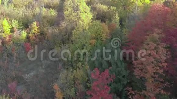 河岸上的森林山视频的预览图
