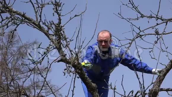 专业园艺工人在蓝天背景下做春天的果树修剪视频的预览图