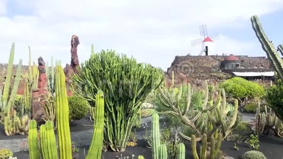 仙人掌花园视图西班牙加那利群岛兰扎罗特瓜提扎仙人掌花园4k视频视频的预览图