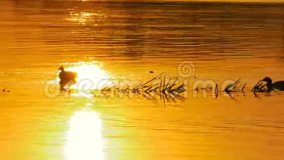 鸭子在日落时在水里游泳视频的预览图