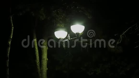 夜晚的灯光照得很近视频的预览图