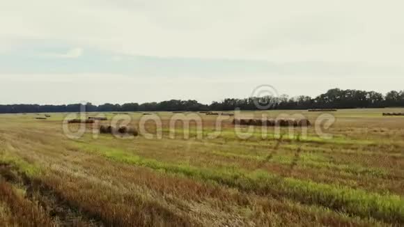 航空录像拍摄收割后的一大片麦子许多泥大捆稻草夏日视频的预览图