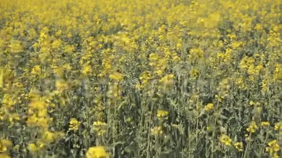 在田野里合上黄色的油菜视频的预览图