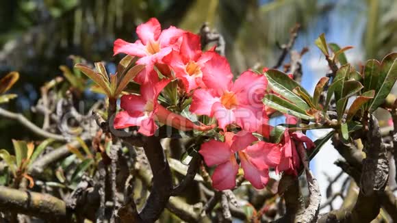 美丽的热带花卉粉红台视频的预览图