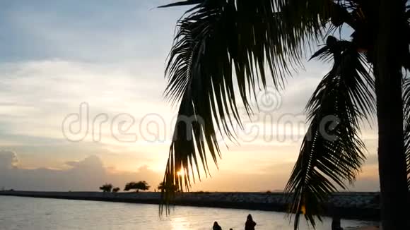 傍晚日落时分阳光透过海滩上的椰子树叶子照射视频的预览图