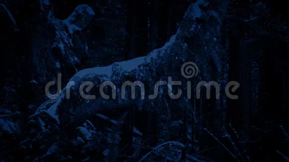 夜幕降临时的老树视频的预览图