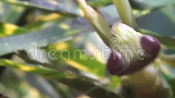 螳螂头部靠近移动的叶子视频的预览图