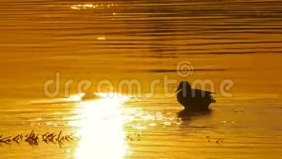 鸭子在日落时在水里游泳视频的预览图