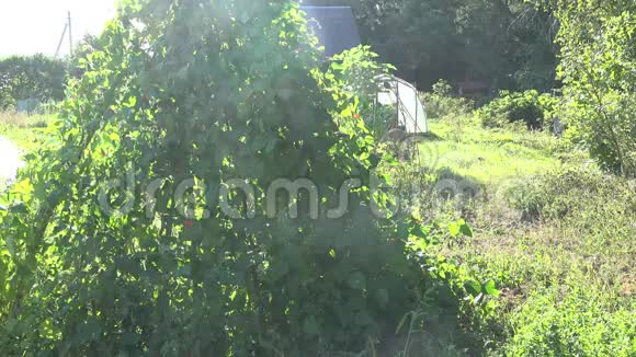 农夫男孩穿着短裤在花园里用绿色浇水罐浇豆豆科植物4K视频的预览图