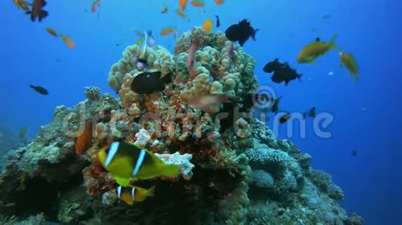 热带珊瑚礁小丑鱼视频的预览图