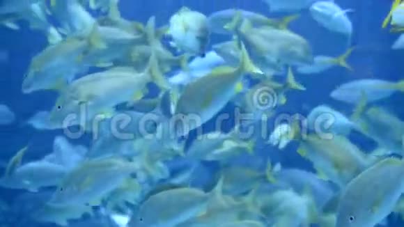 巴哈马的水下鱼视频的预览图