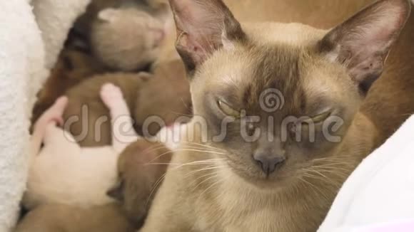 缅甸猫在它们的巢中喂养新生的小猫视频的预览图