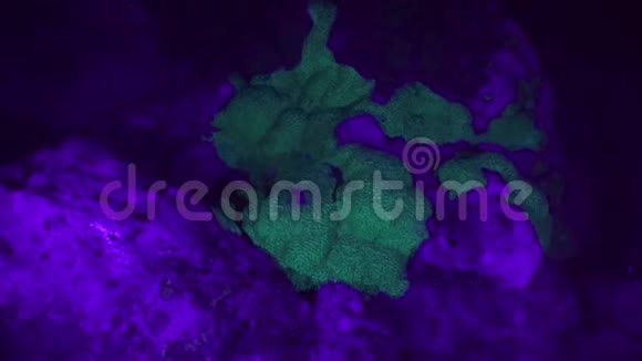 珊瑚礁紫外线视频的预览图