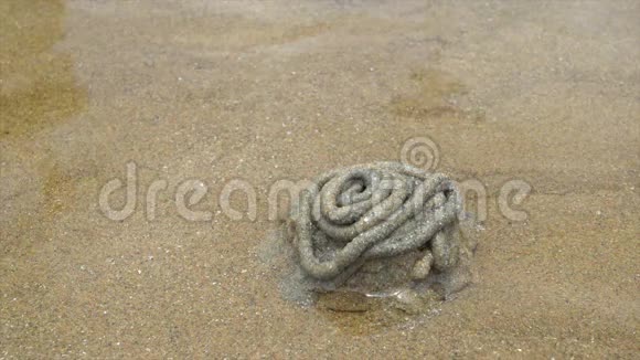 海滩上的螃蟹洞视频的预览图