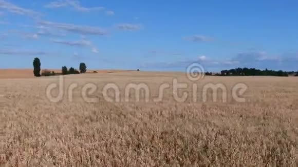 空中近距离飞行靠近广阔的黄色麦田周围环绕着田园诗般的托斯卡纳自然视频的预览图