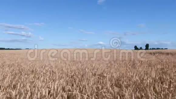 空中近距离飞行靠近广阔的黄色麦田周围环绕着田园诗般的托斯卡纳自然视频的预览图