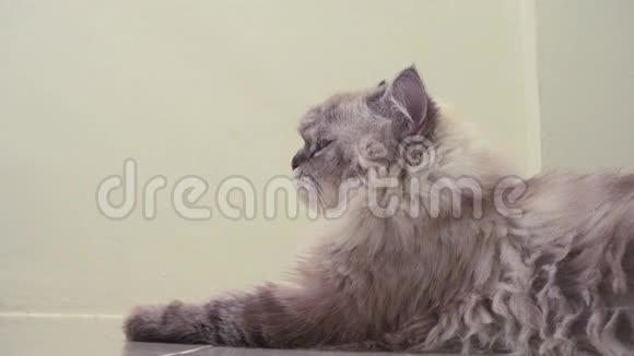 可爱的小波斯猫视频的预览图
